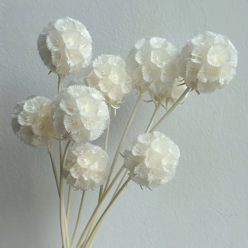 Scabiosa White