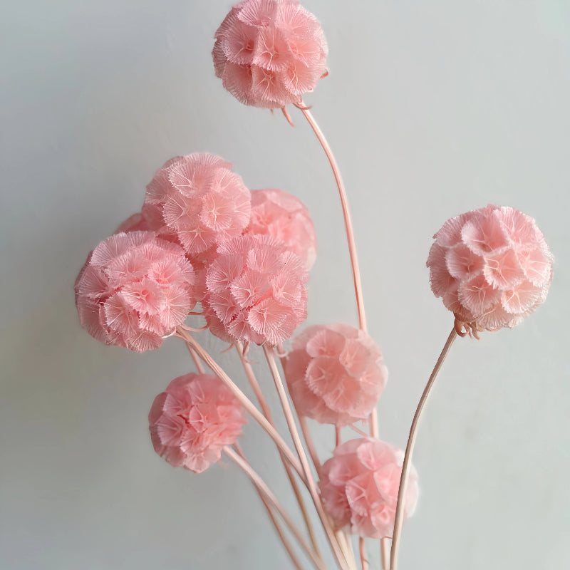 Scabiosa Pink