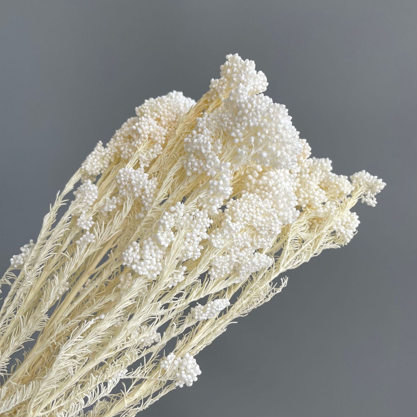 Rice Flower White