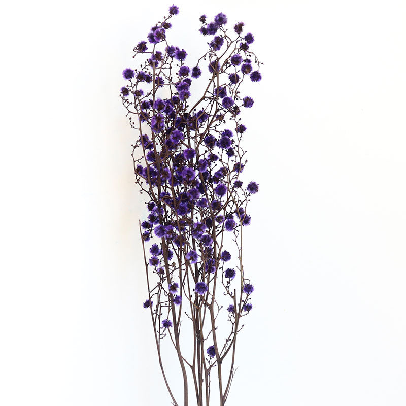 Stirlingia Purple