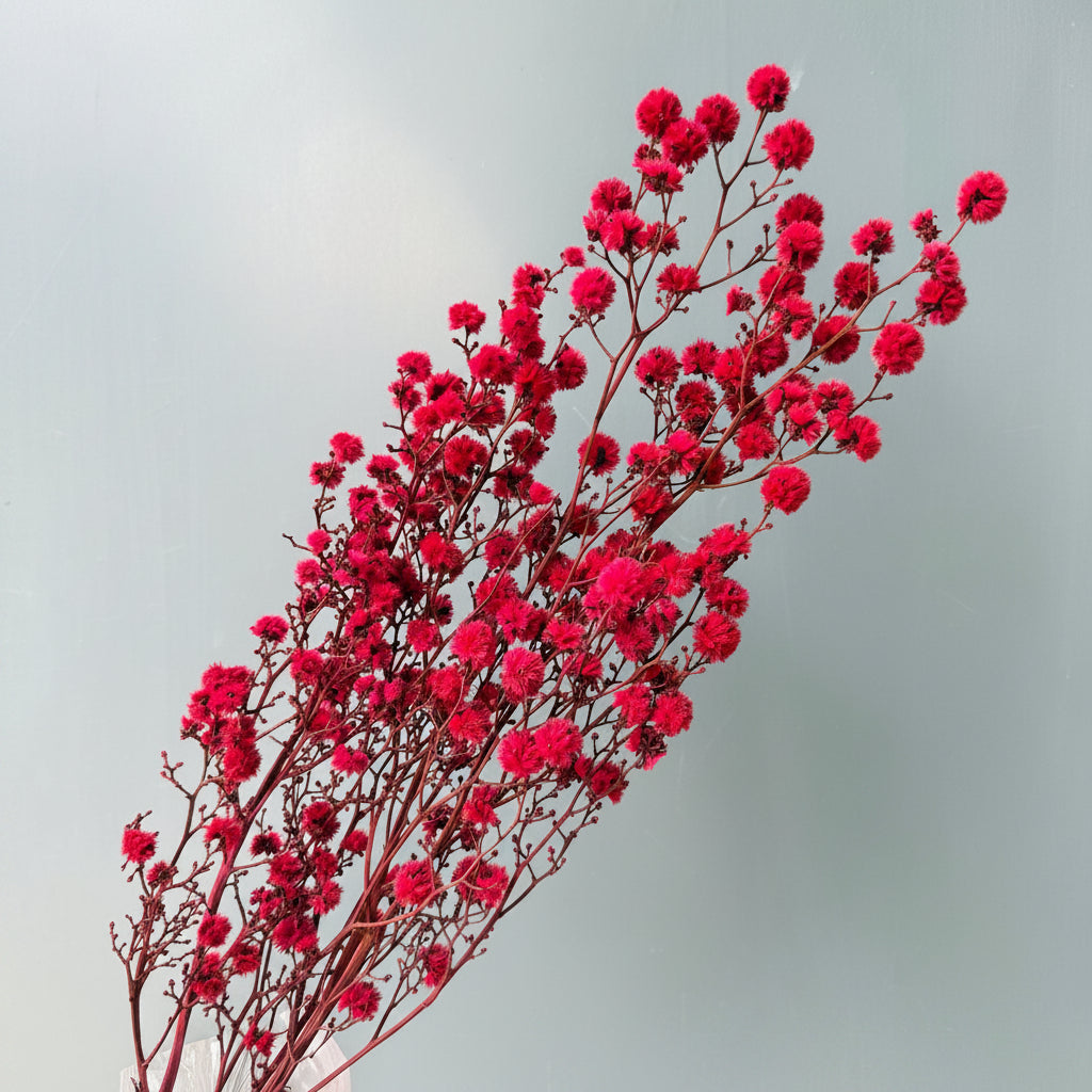 Stirlingia Red