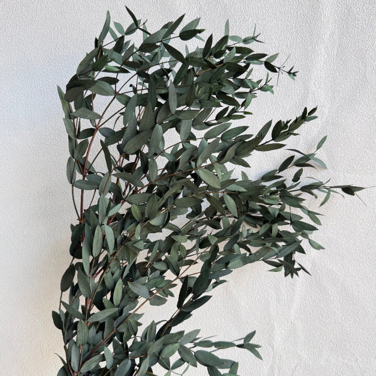 Preserved Seeded Gum Green