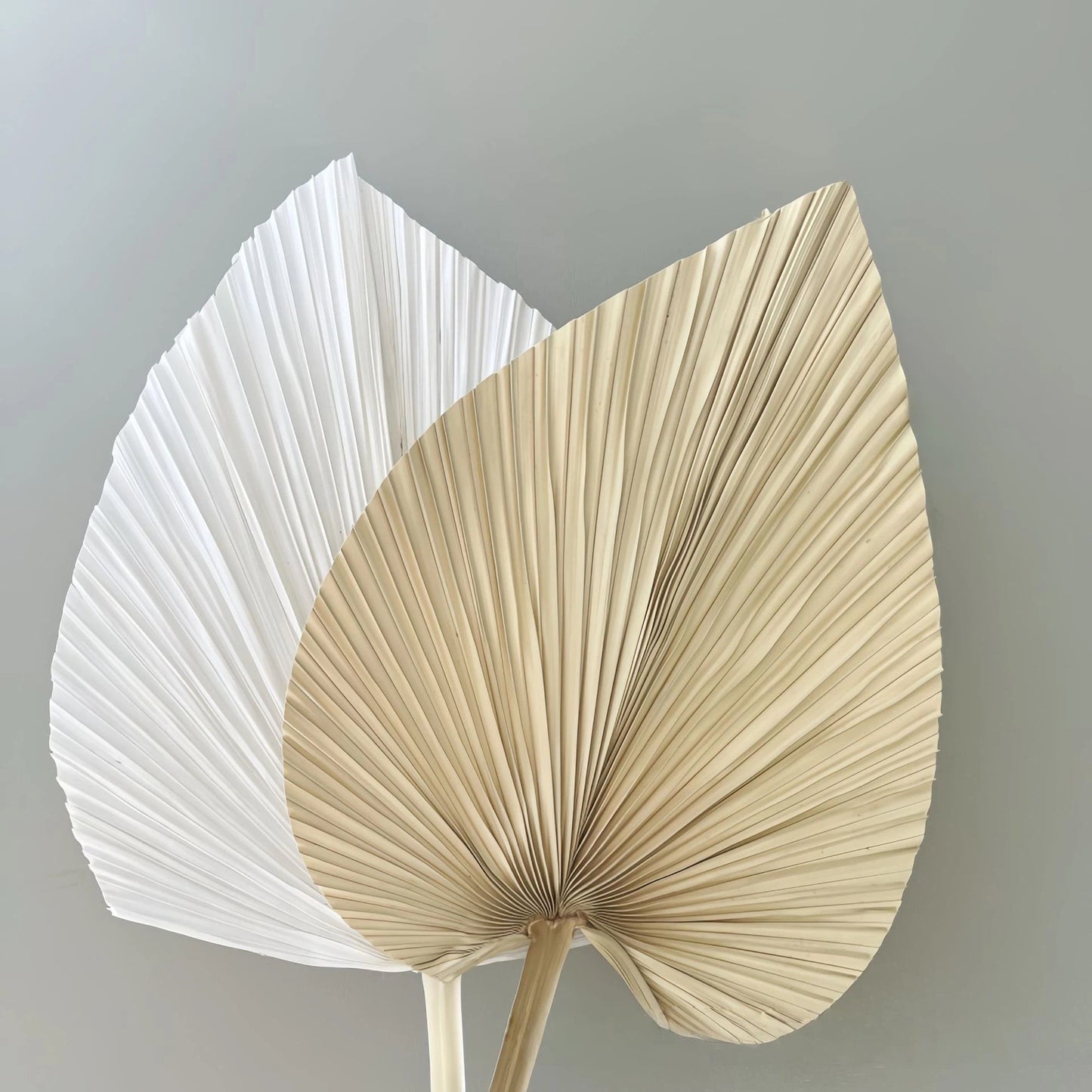 Large Palm Leaf Natural