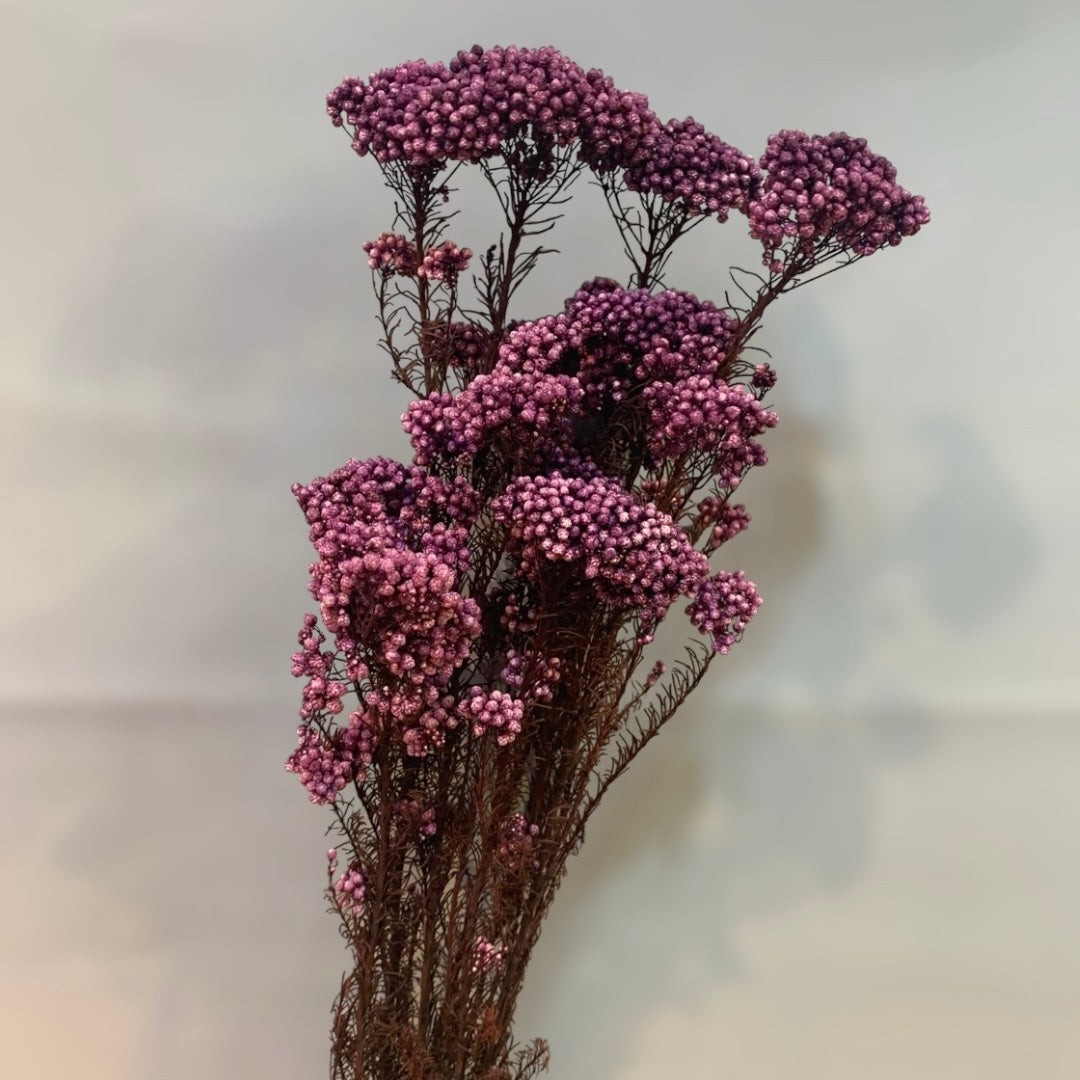 Rice Flower