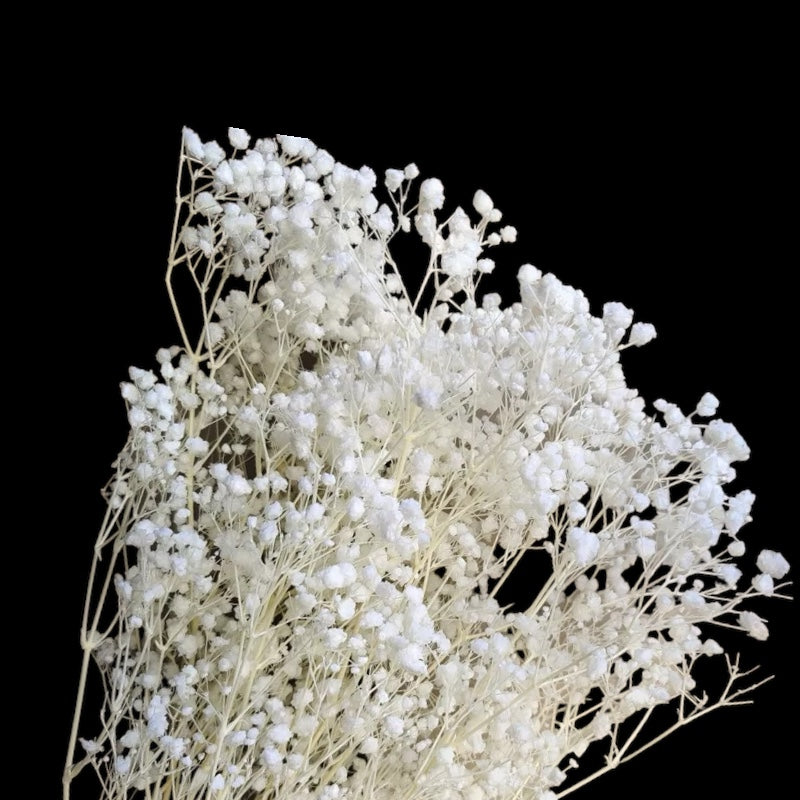 Preserved Baby's Breath