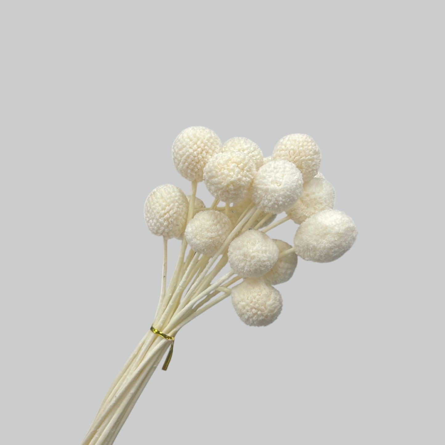 Billy Button Mini White