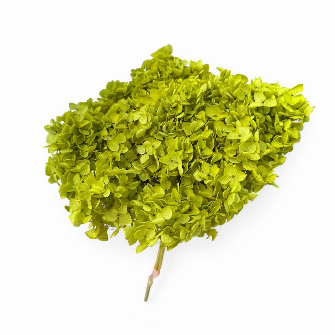 Hydrangea Lime Green