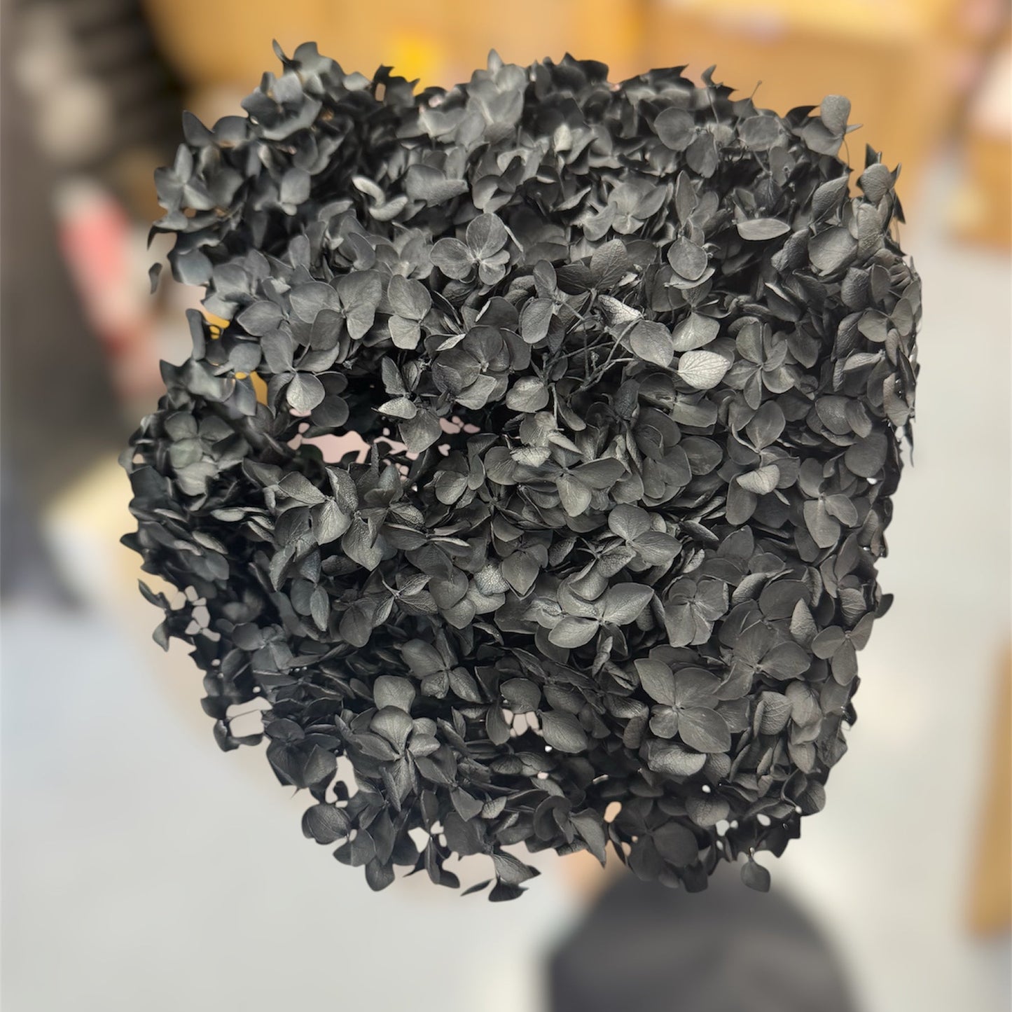 Hydrangea Black