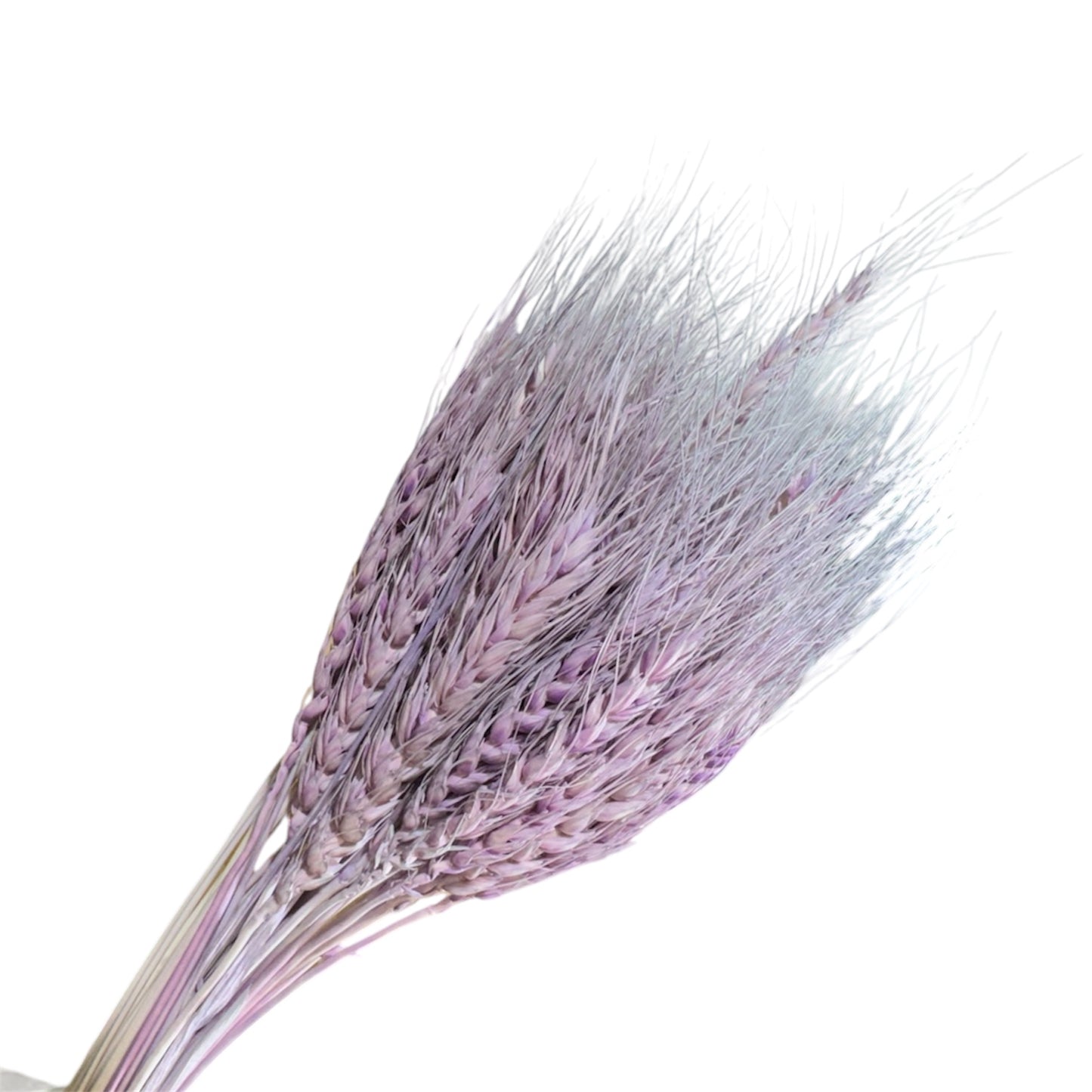 Dried Wheat Lilac