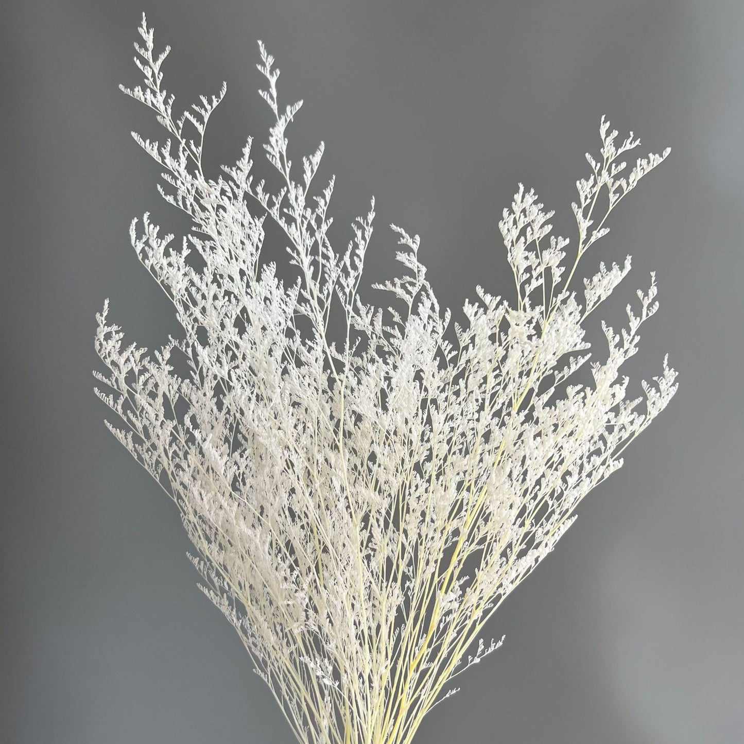 Preserved Misty White