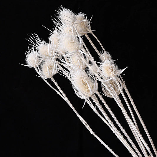 Teasel (spray heads) White