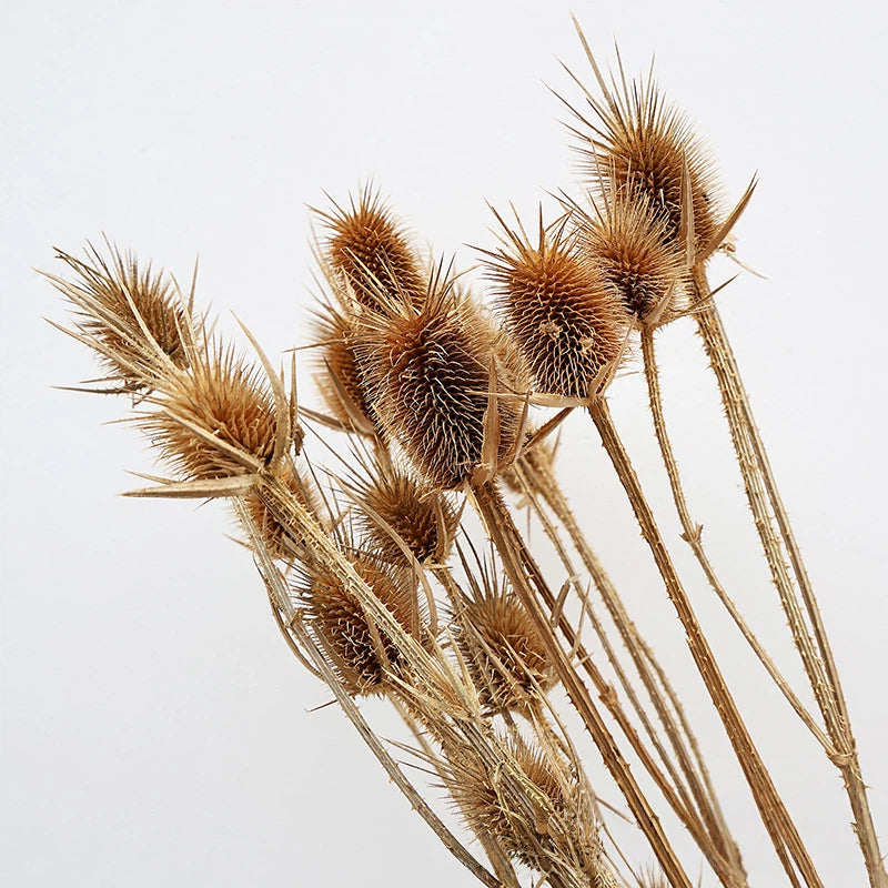 Teasel (Spray Heads) Natural