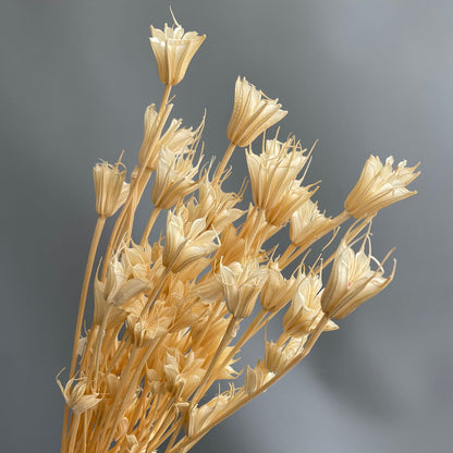 Nigella Champagne