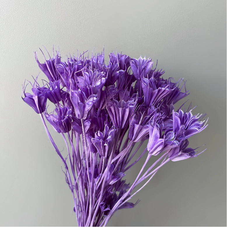 Nigella Purple
