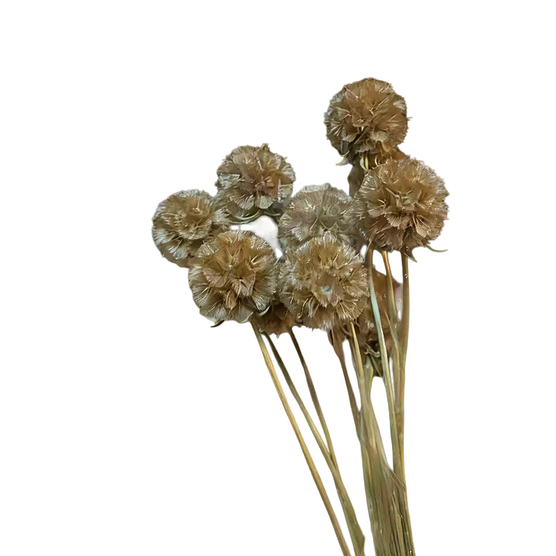 Scabiosa Natural