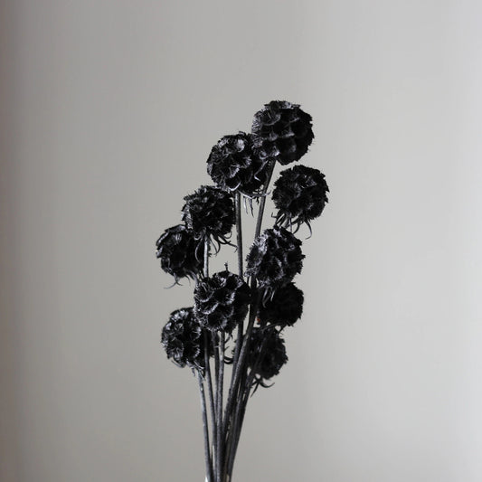 Scabiosa Black