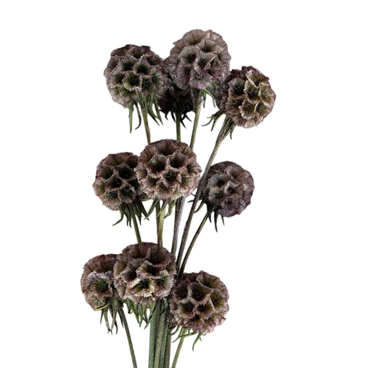 Scabiosa Purple
