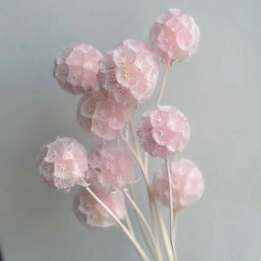 Scabiosa Soft Pink