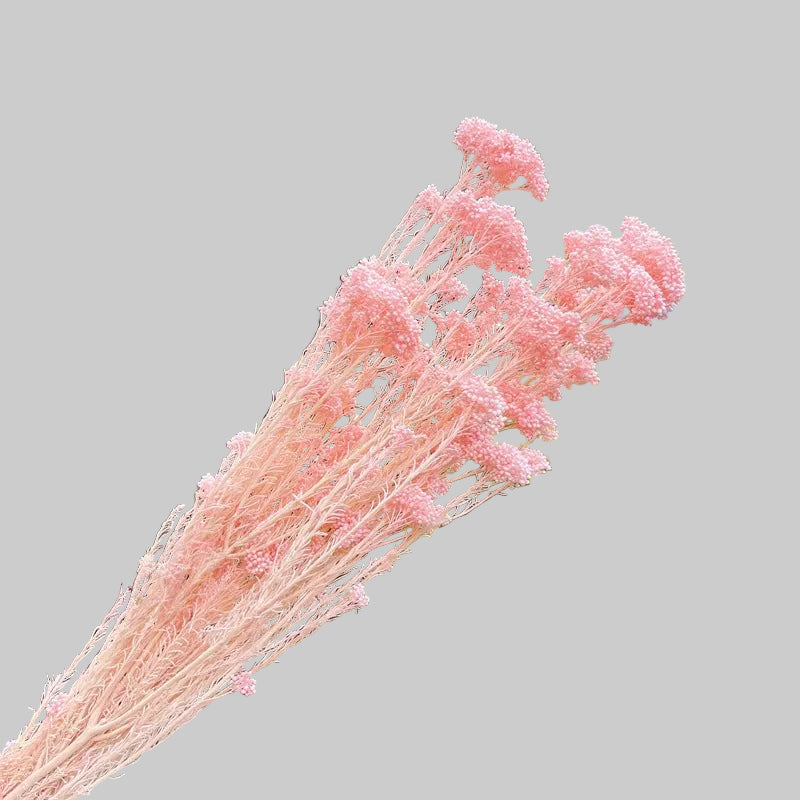 Rice Flower Pink