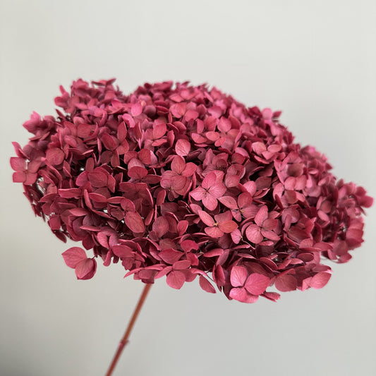 Hydrangea Burgundy