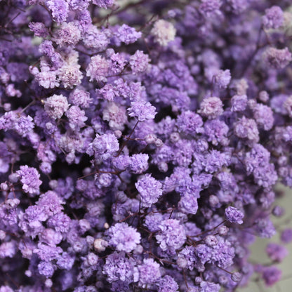 Baby's Breath Purple