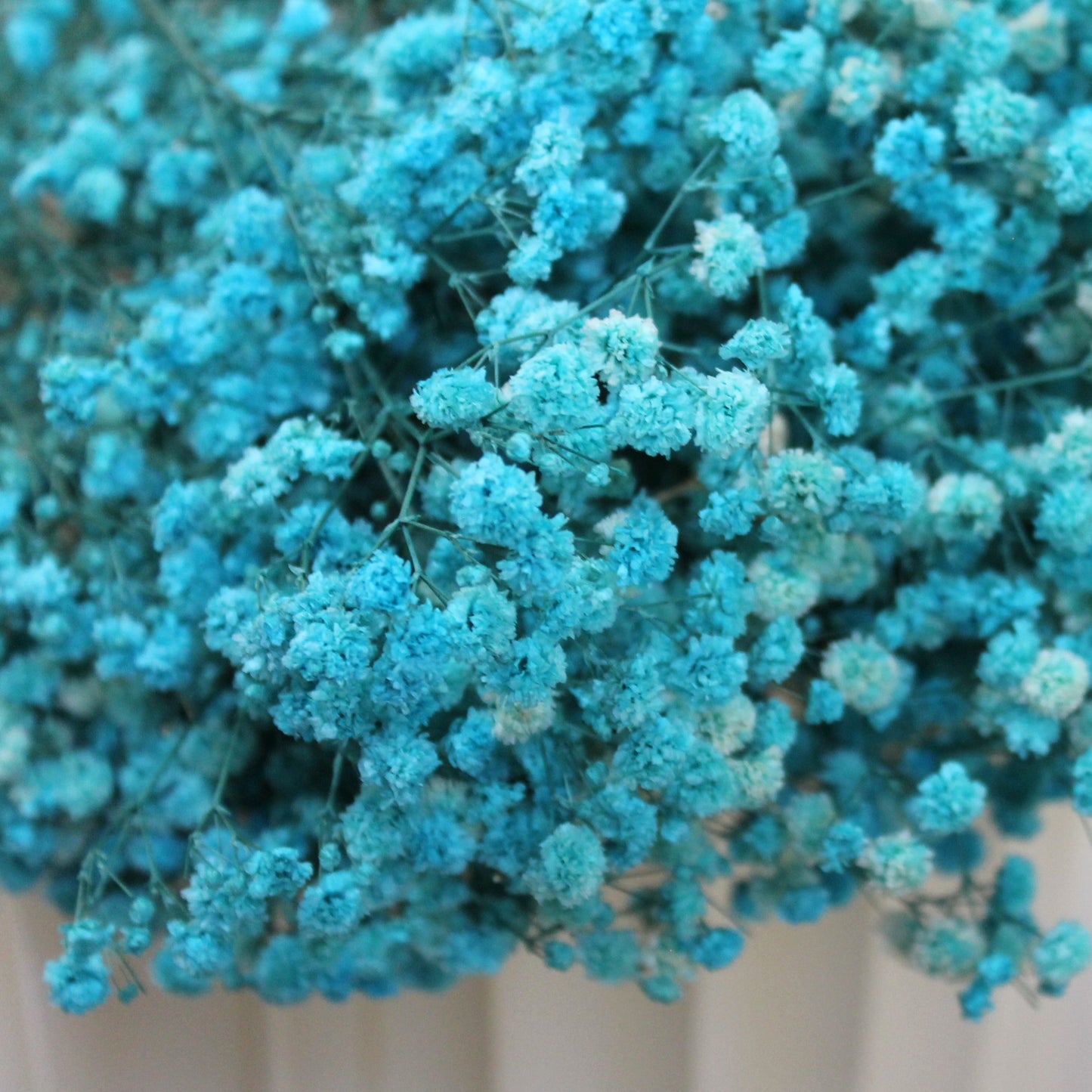 Baby's Breath Turquoise