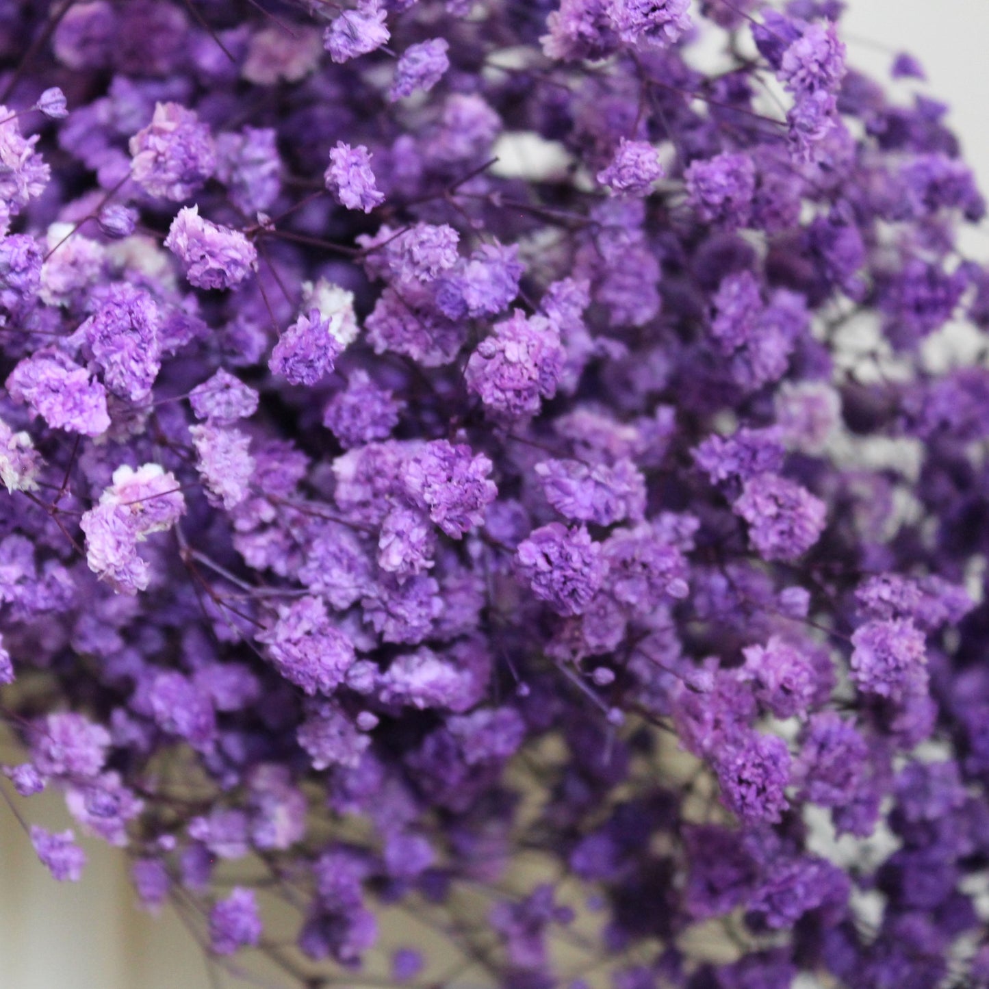 Baby's Breath Purple Dried Flower