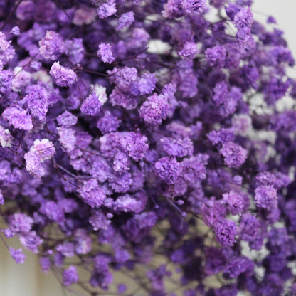 Baby's Breath Purple Dried Flower