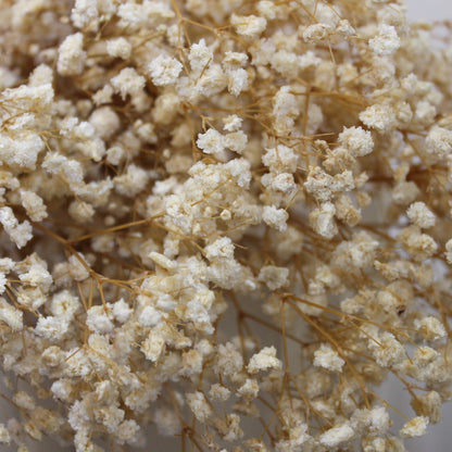 Baby's Breath Natural Dried Flower