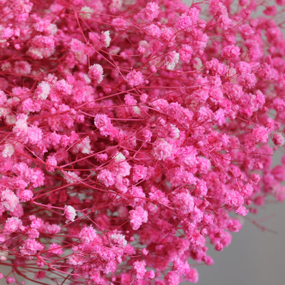 Baby's Breath Hot Pink Dried Flower