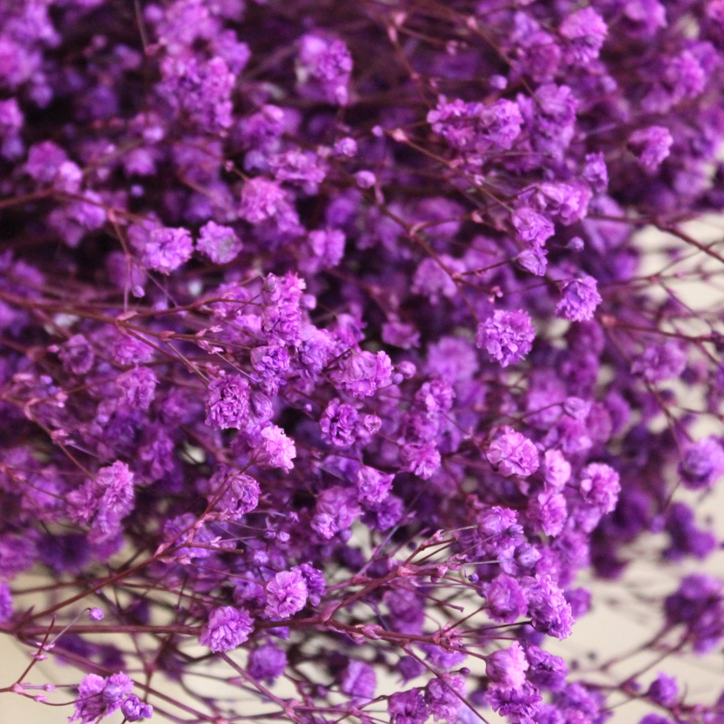 Baby's Breath Noble Purple