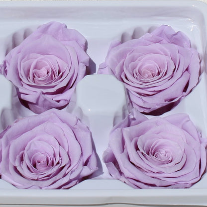 Preserved Rose Violet