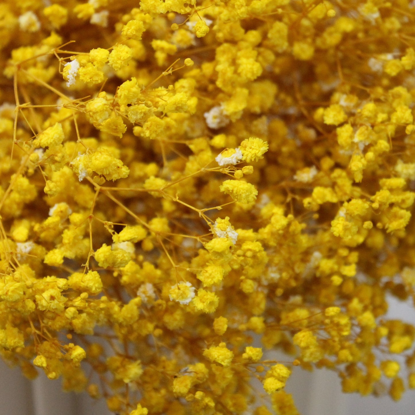 Baby's Breath Yellow Dried Flower