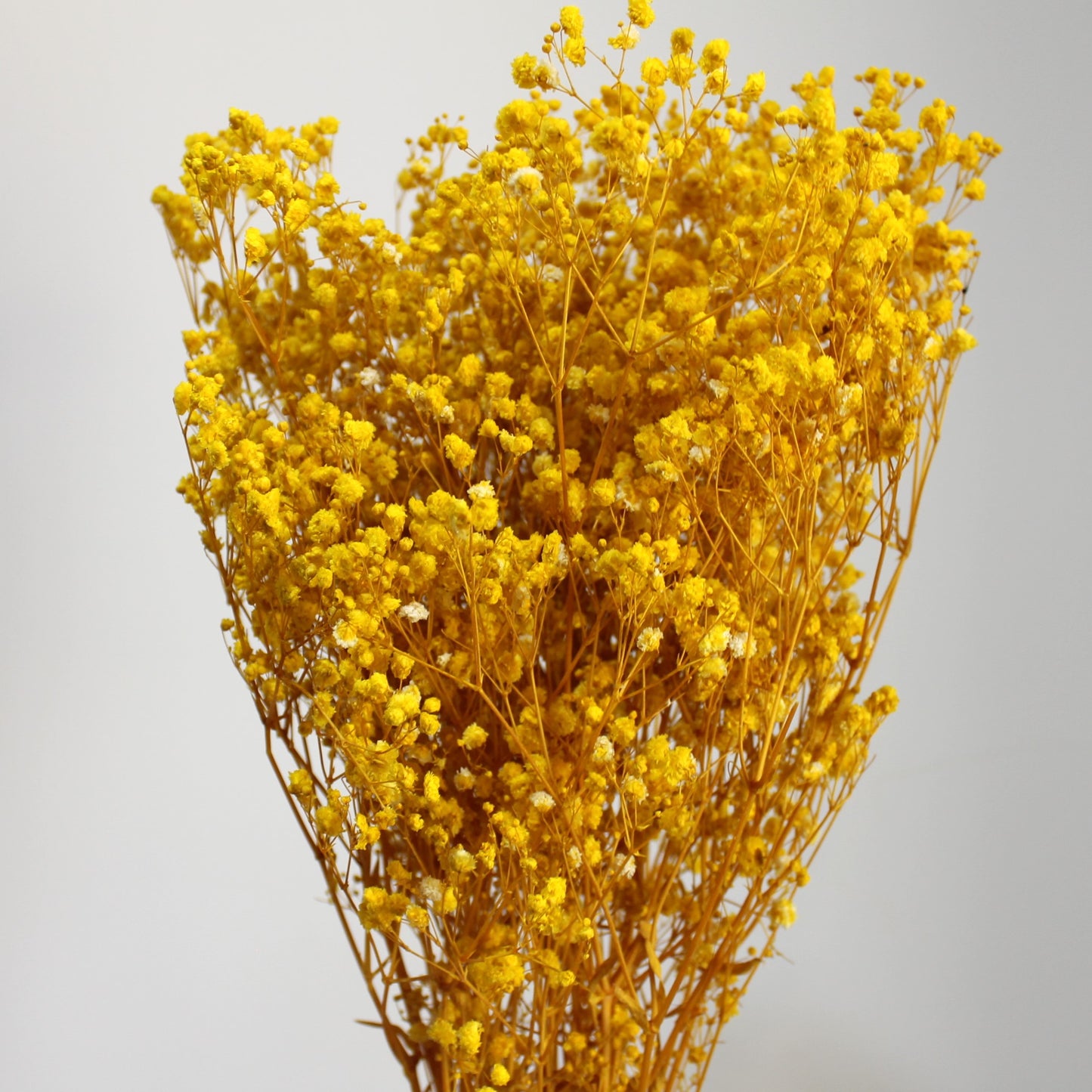 Baby's Breath Yellow Dried Flower