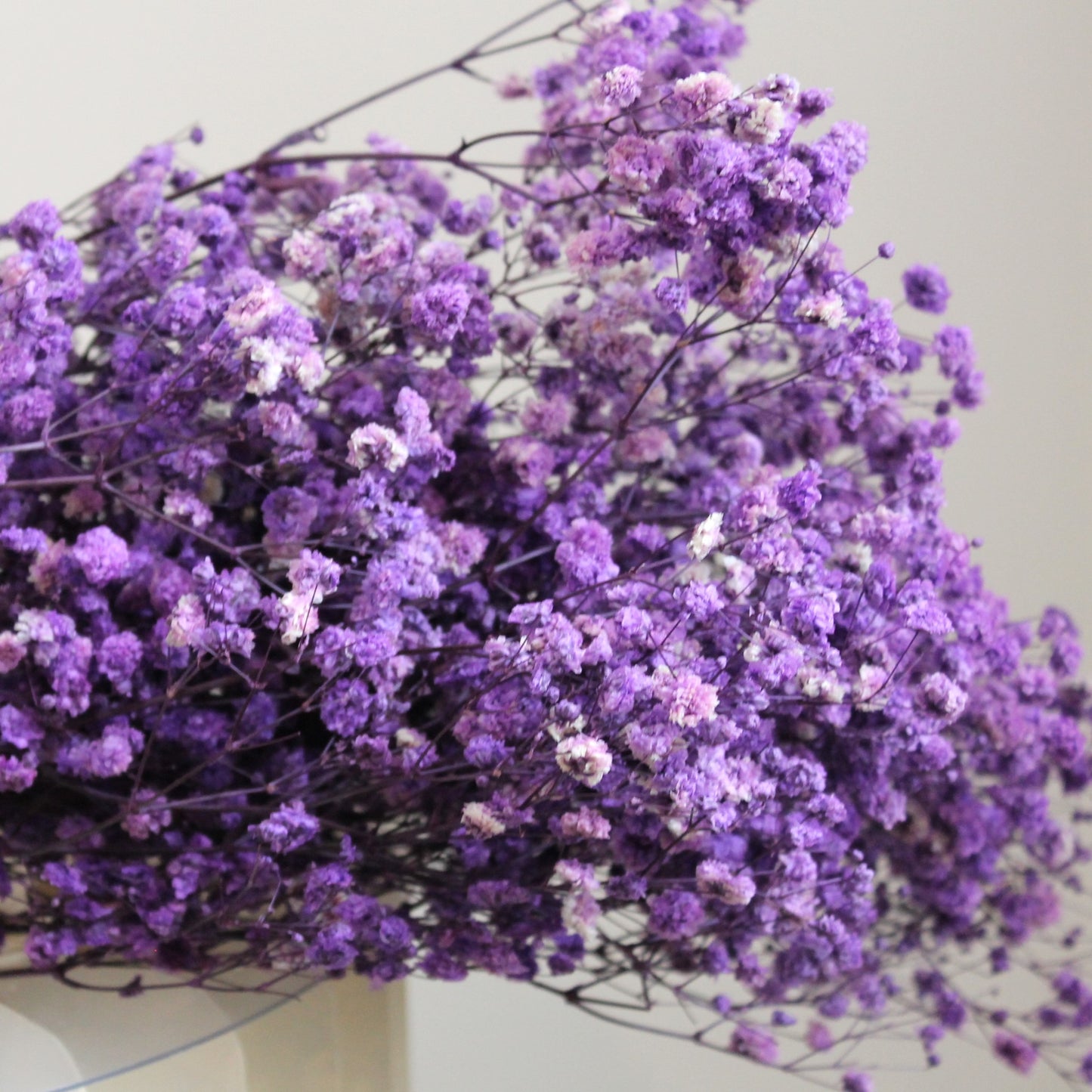 Baby's Breath Purple Dried Flower