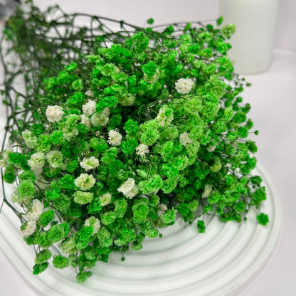 Preserved Baby's Breath