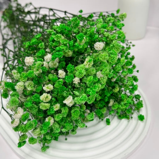 Baby’s Breath Green