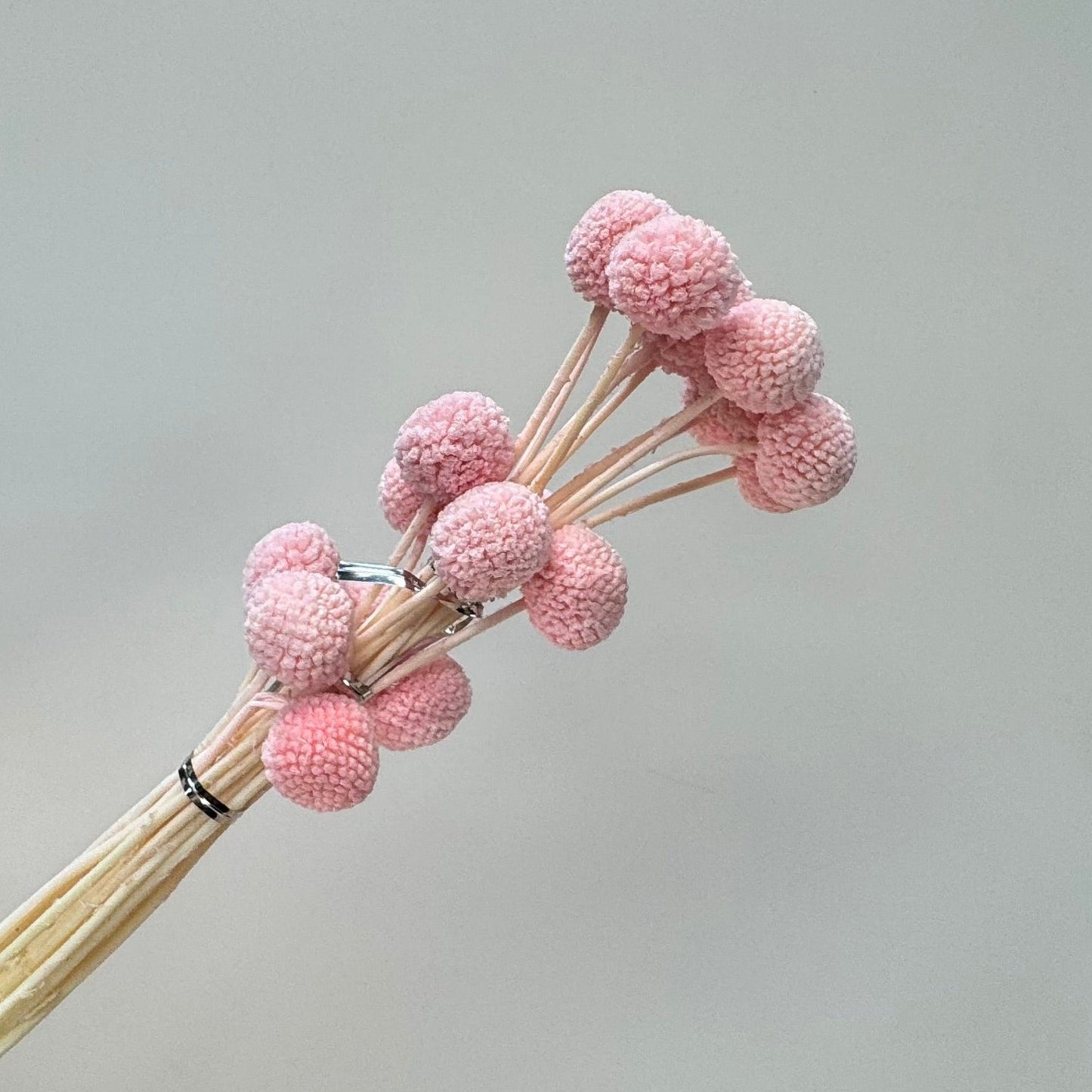Billy Button Pink