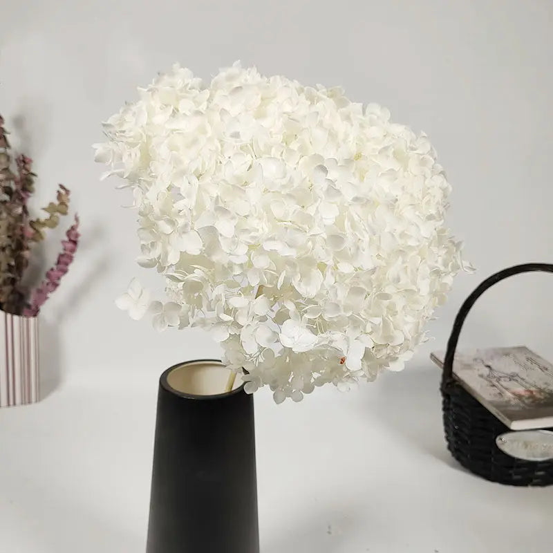Hydrangea Cream White