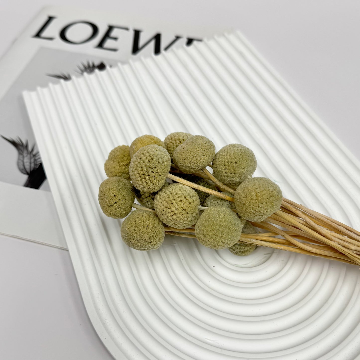 Preserved Billy Buttons