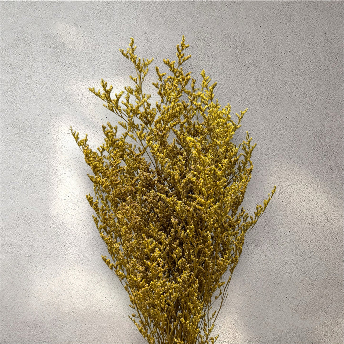 Misty Yellow Dried Flower