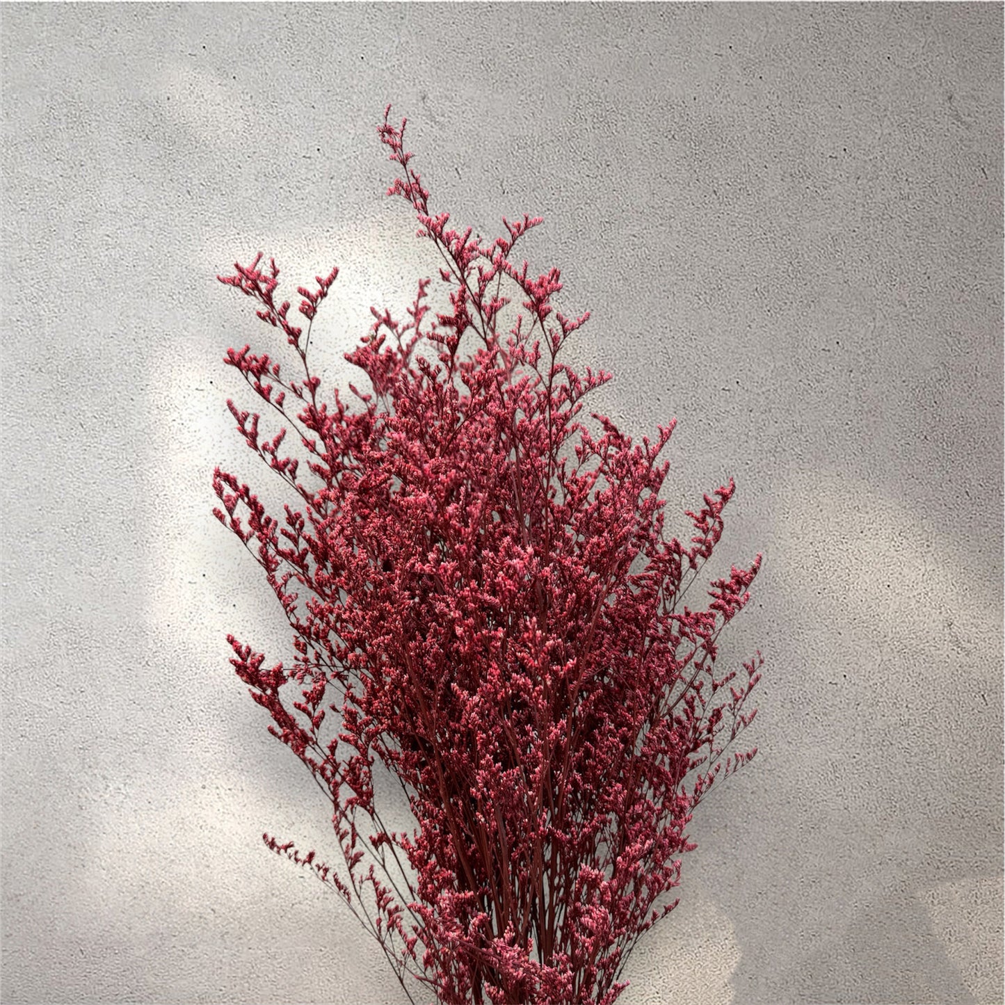 Misty Red Dried Flower