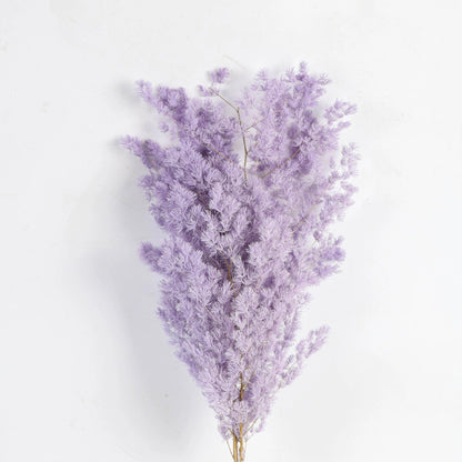 Preserved Ming Fern