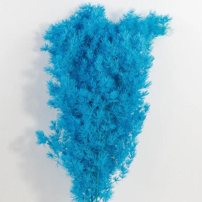 Preserved Ming Fern