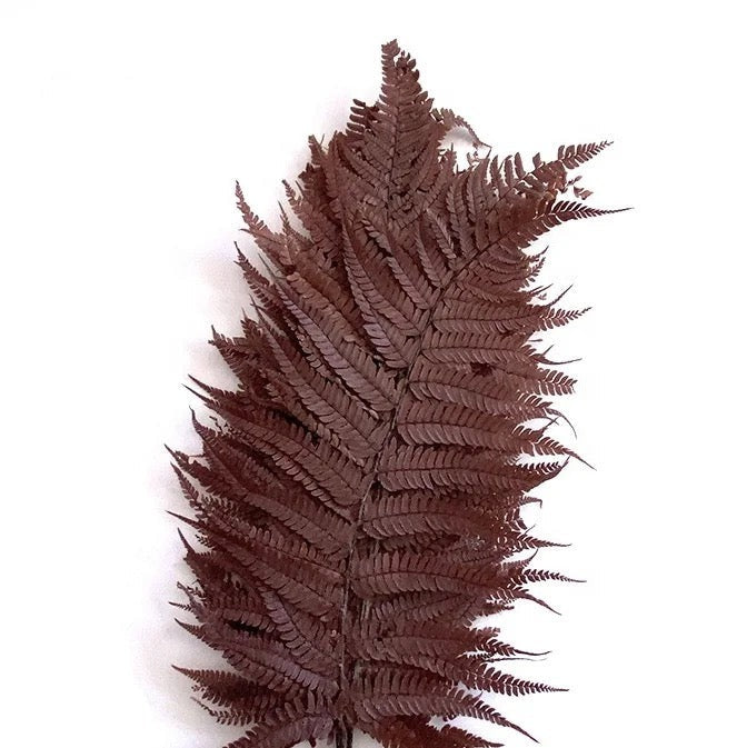 Leather Fern Large Dark Coffee