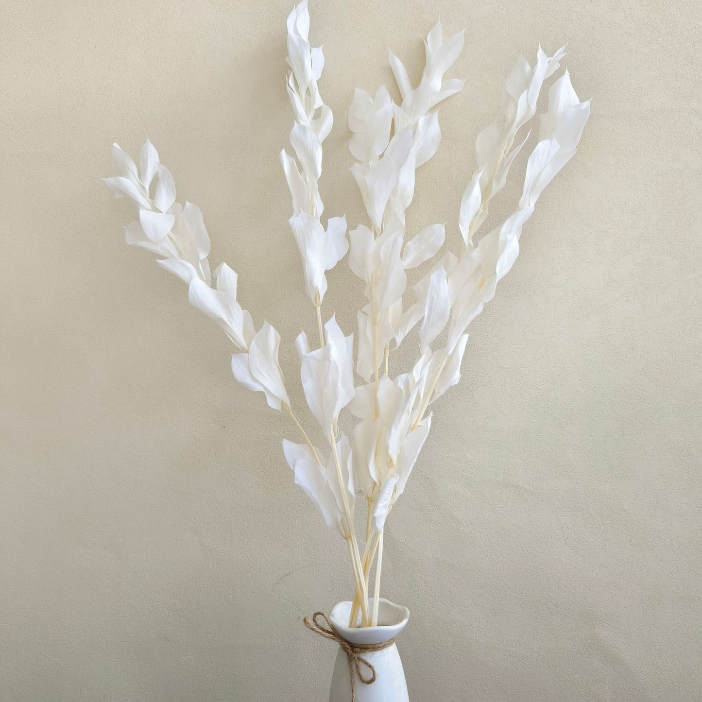 Preserved Ruscus Big Leaf