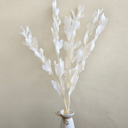 Preserved Ruscus Big Leaf