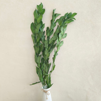 Preserved Ruscus Big Leaf
