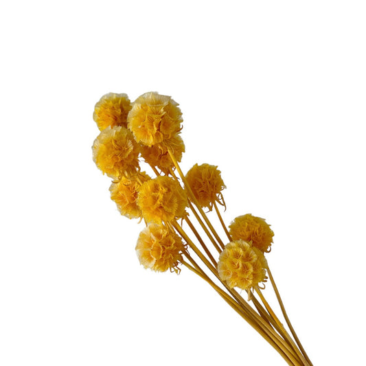 Scabiosa Yellow