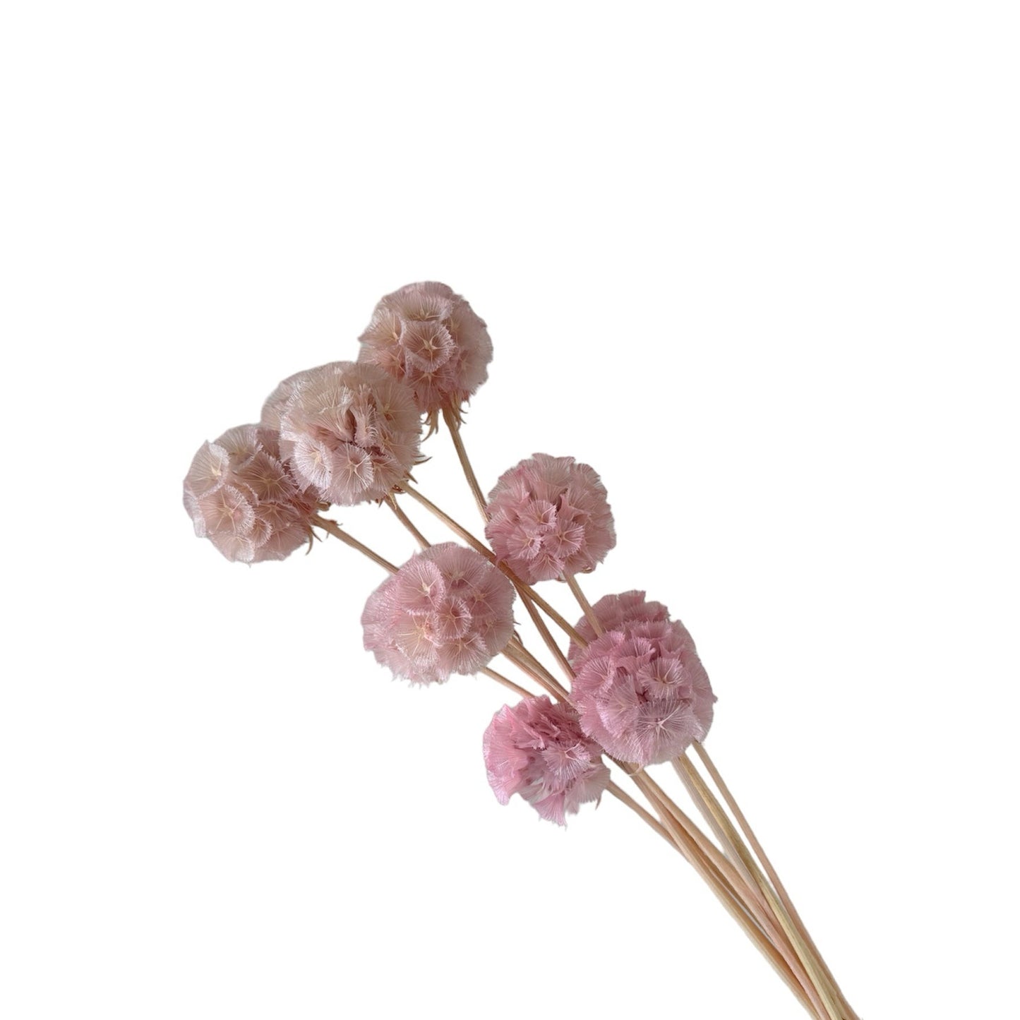 Scabiosa Taro Purple Dried Flower